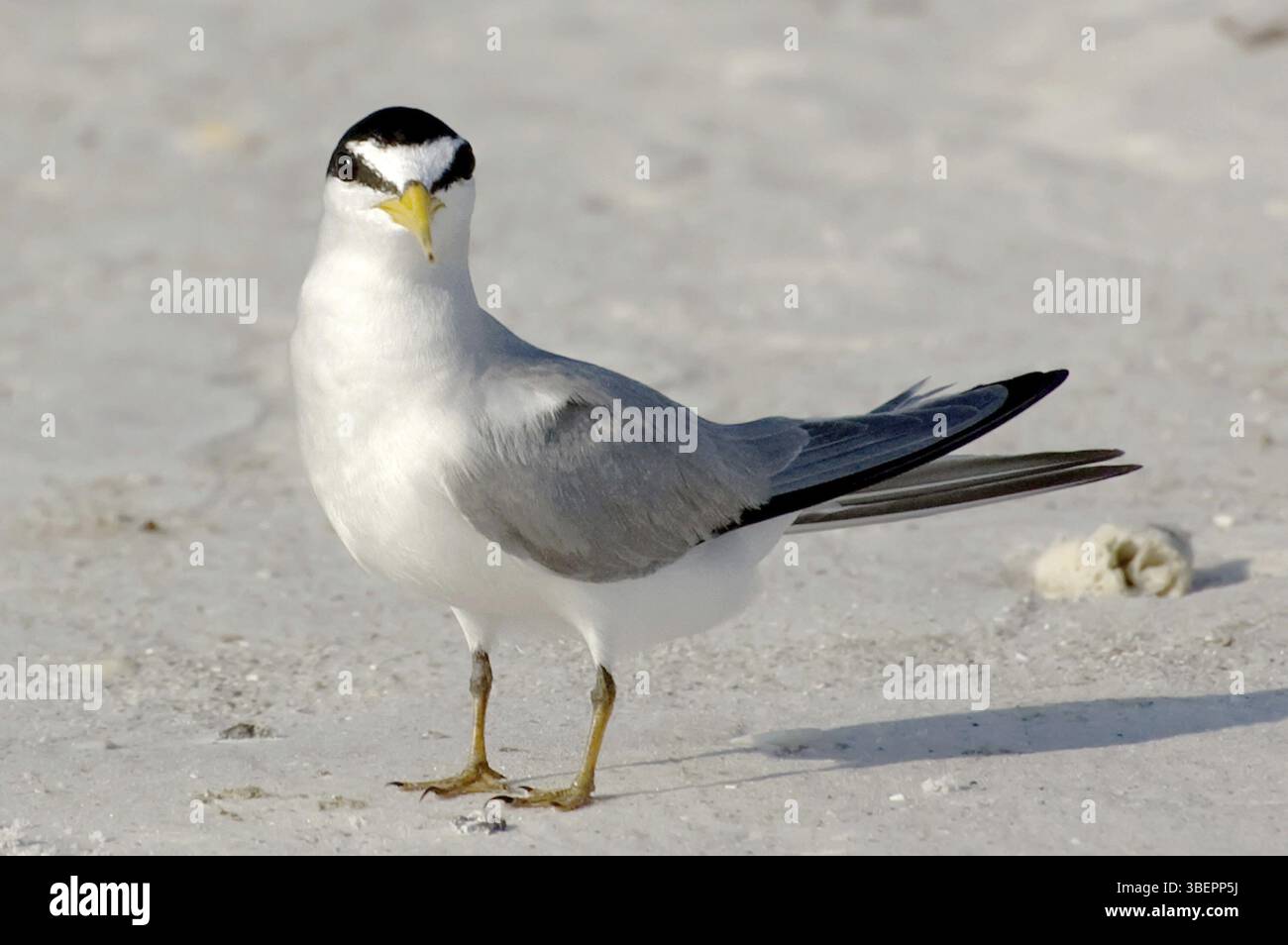 Seeschwalbe (Sternula antillarum, Sterna antillarum) Stockfoto
