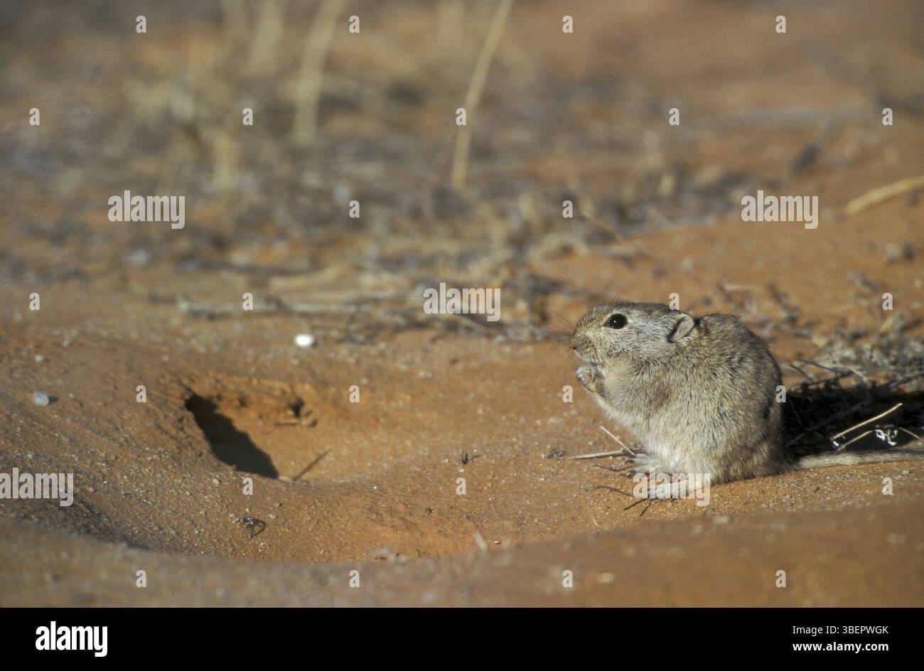Gestreifte Maus (Rhabdomys pumilio) Stockfoto