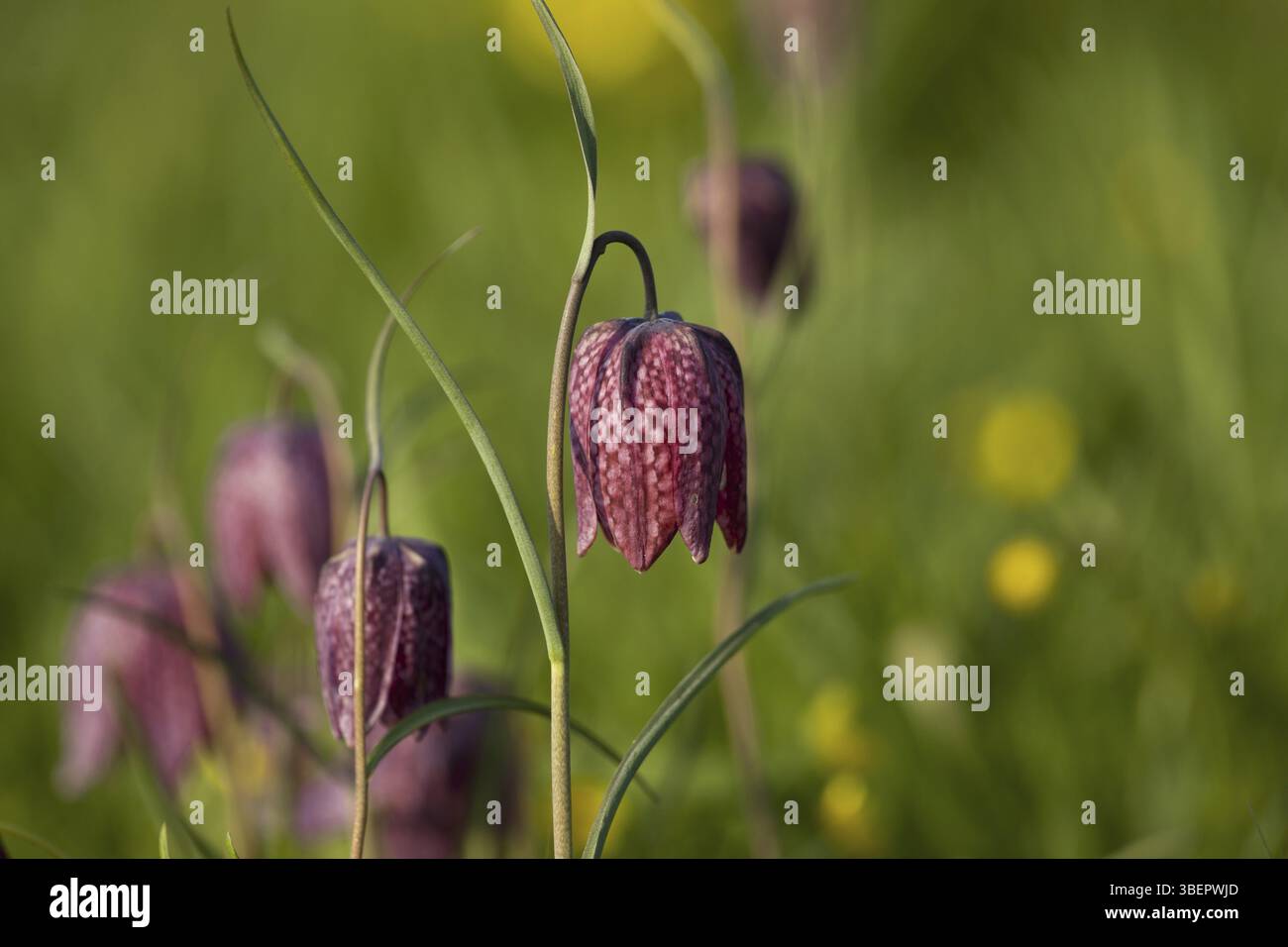Schlange den Kopf Fritillary (Fritillaria Meleagris) Stockfoto