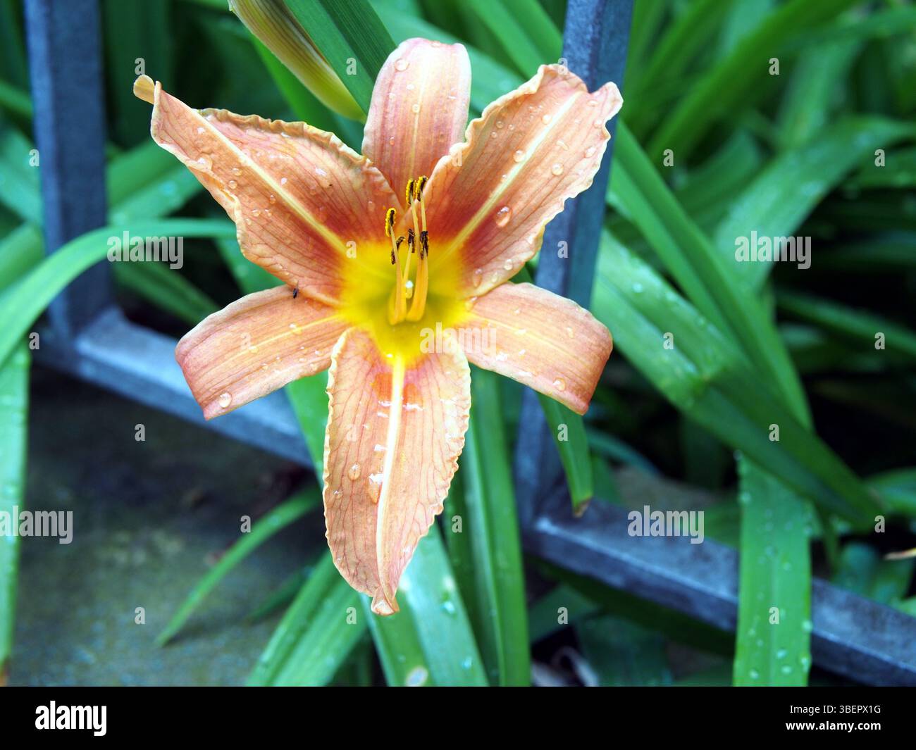Nahaufnahme einer orangen Taglilie (Hemerocallis fulva) oder gelbbraunen Taglilie, Maislilie, Tiger Taglilie, Fulvous Taglilie, Grabenlilie, blüht in einem Vorgarten i Stockfoto