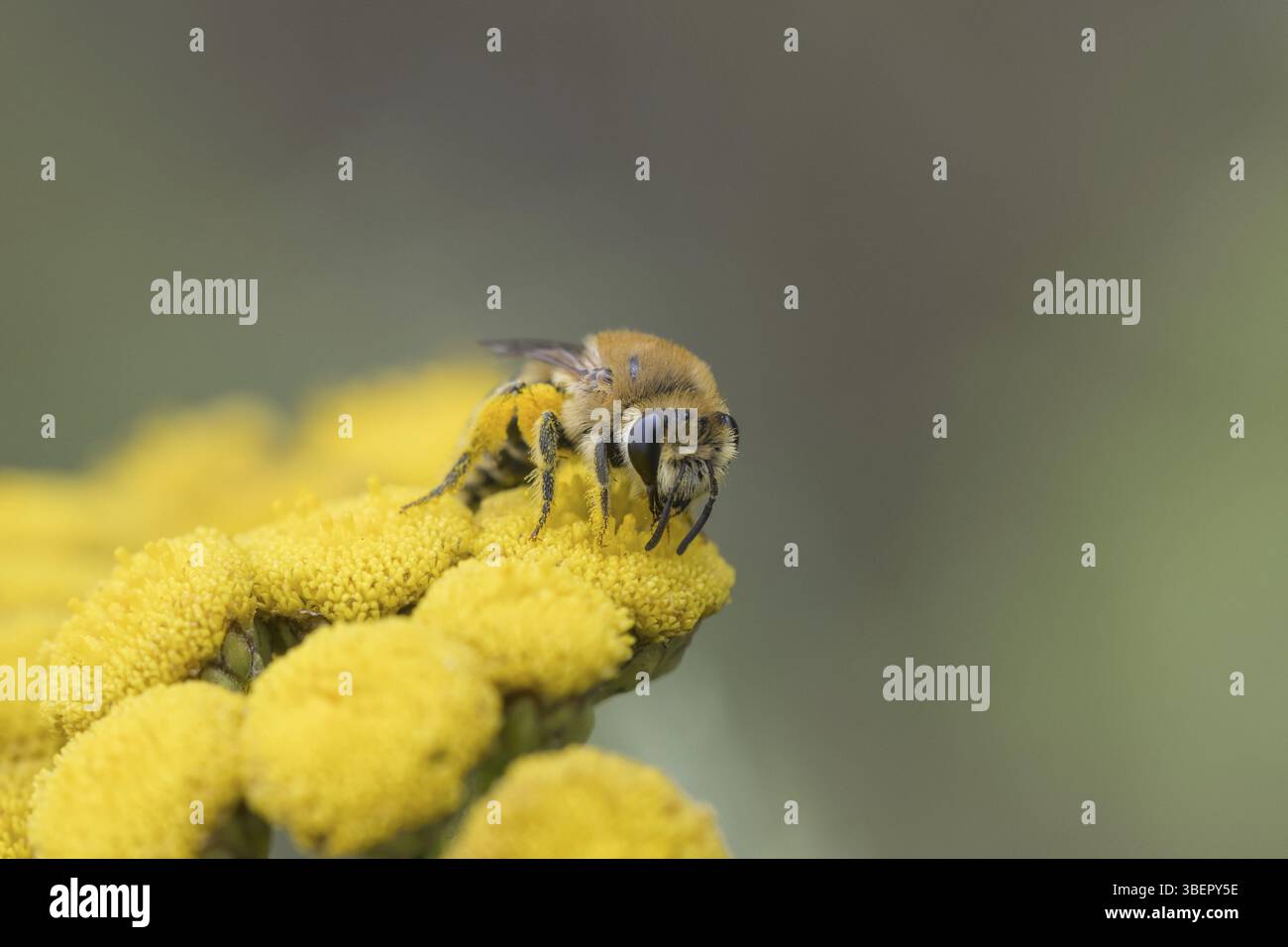 Colletes daviesanus (Colletes daviesanus) Stockfoto