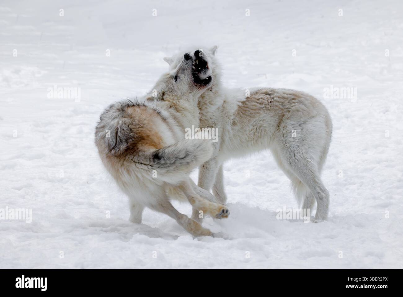 Der arktische Wolf, auch bekannt als weißer Wolf, Polarwolf und arktischer Grauwolf, ist eine Unterart des Grauwolfs, der in der hocharktischen Tundra beheimatet ist. Stockfoto