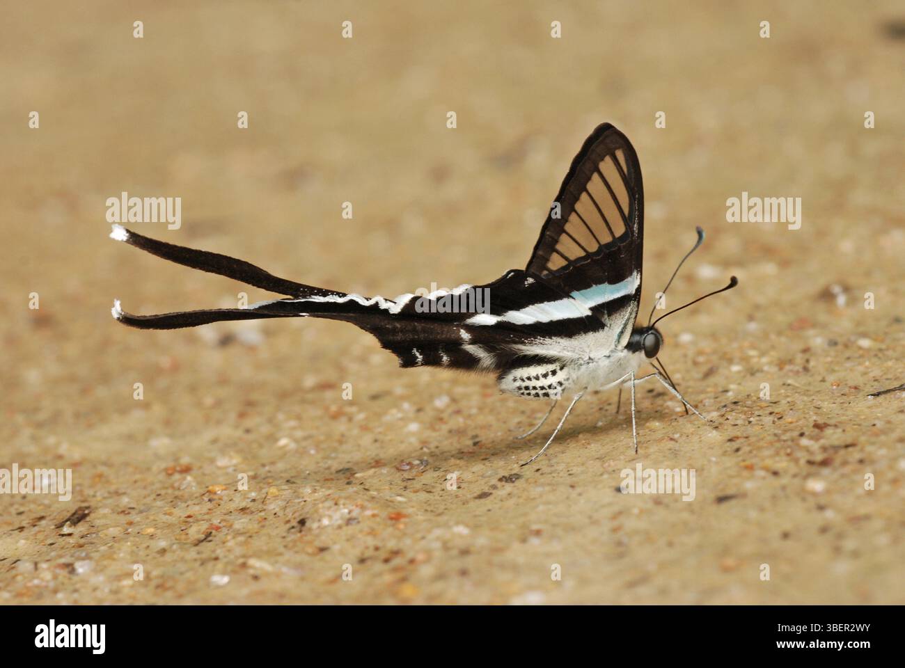 Grüner Drachenschwanz (Lamproptera meges) Stockfoto
