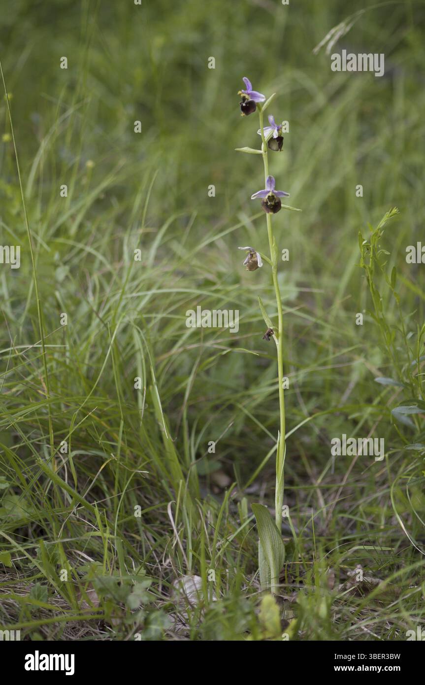 Hummel – Ragkraut (Ophrys holoserica) Stockfoto