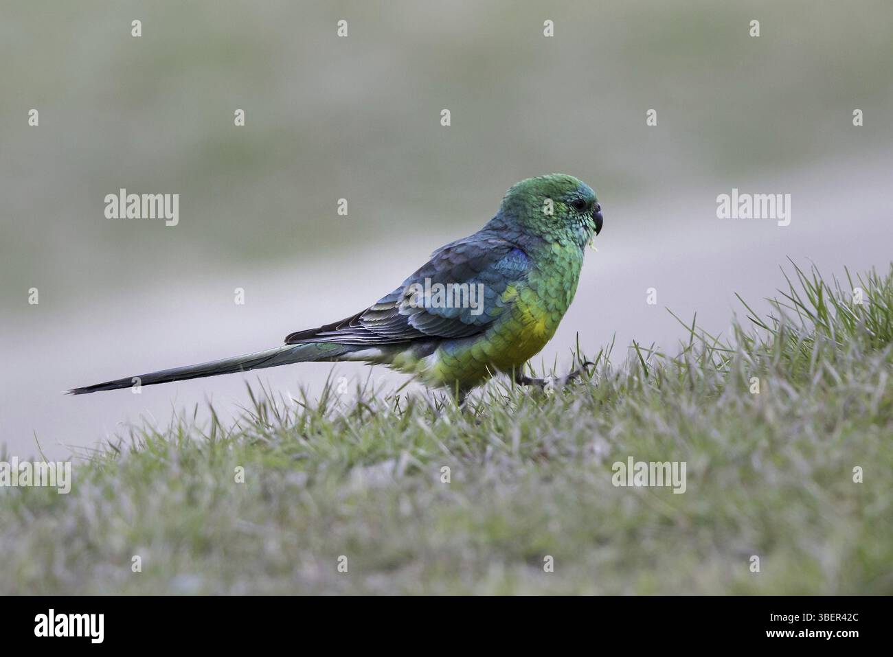 Liedsittich (Psephotus haematonotus) Stockfoto
