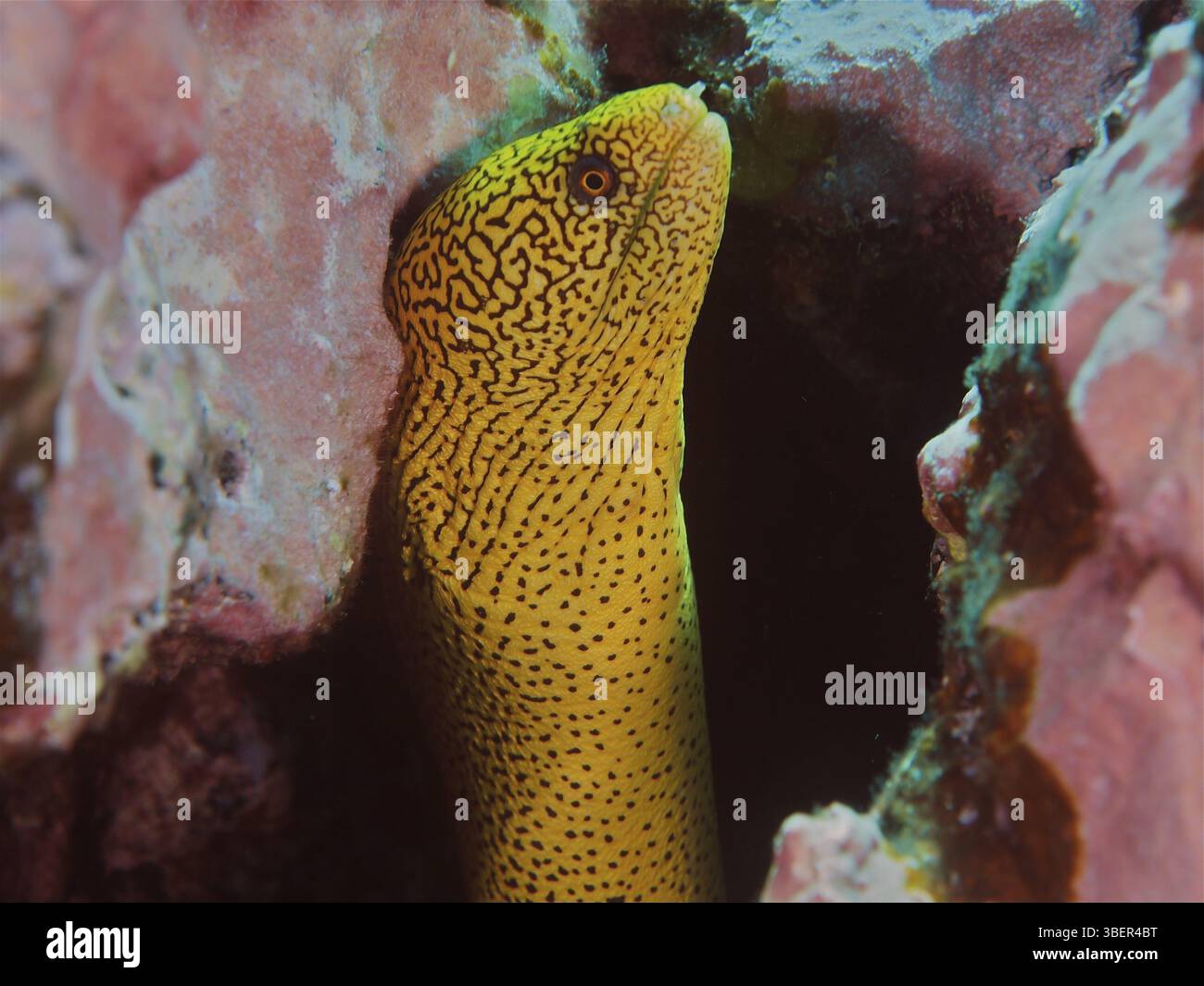 Goldschwanz Muränen (Gymnothorax miliaris) Stockfoto