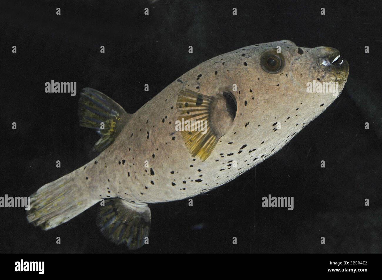 Schwarzgefleckter Pufferfisch (Arothron nigropunctatus) Stockfoto