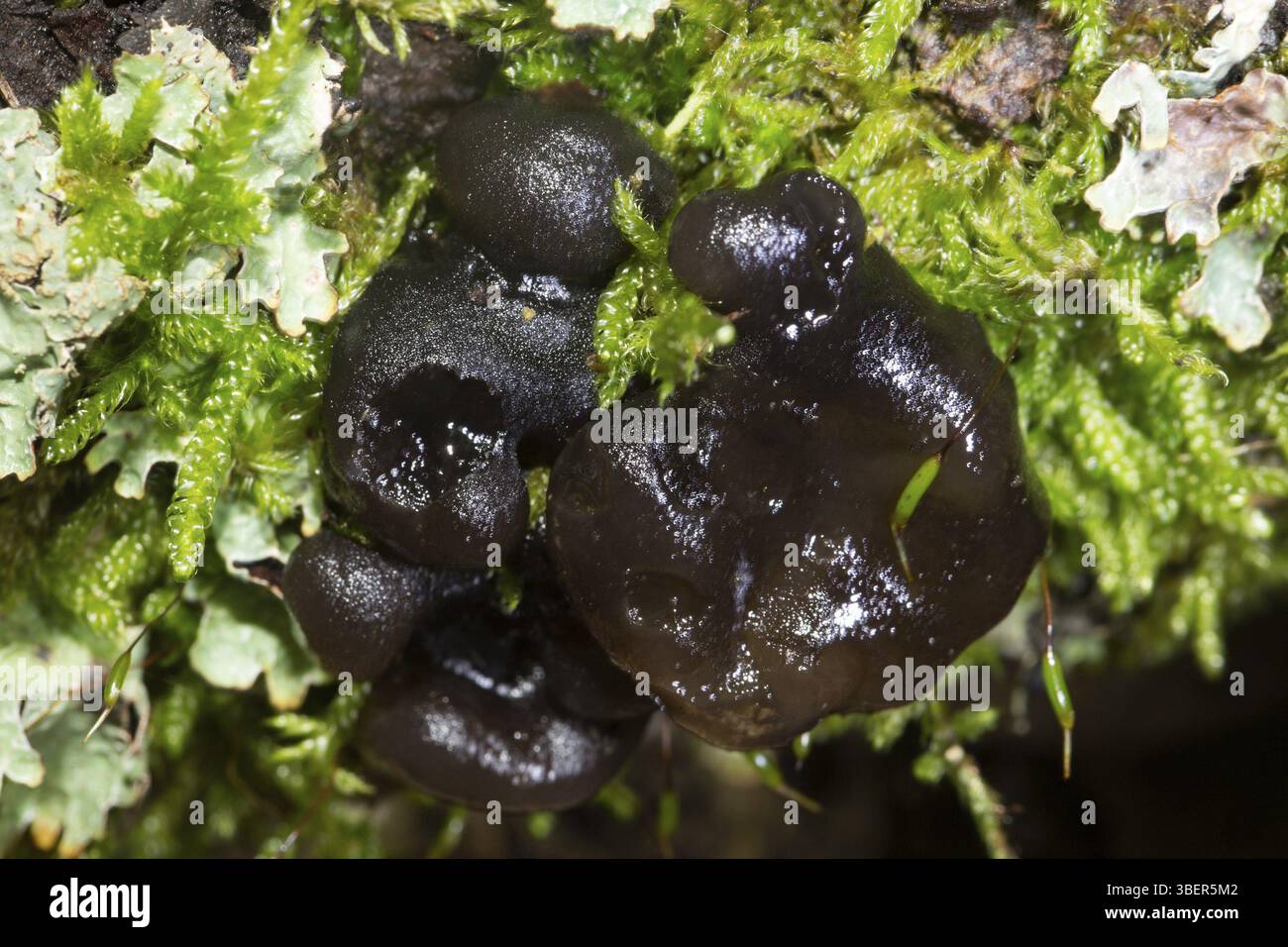 Schwarze Hexenbutter, schalenförmige Glandulosa (Exidia glandulosa) Stockfoto