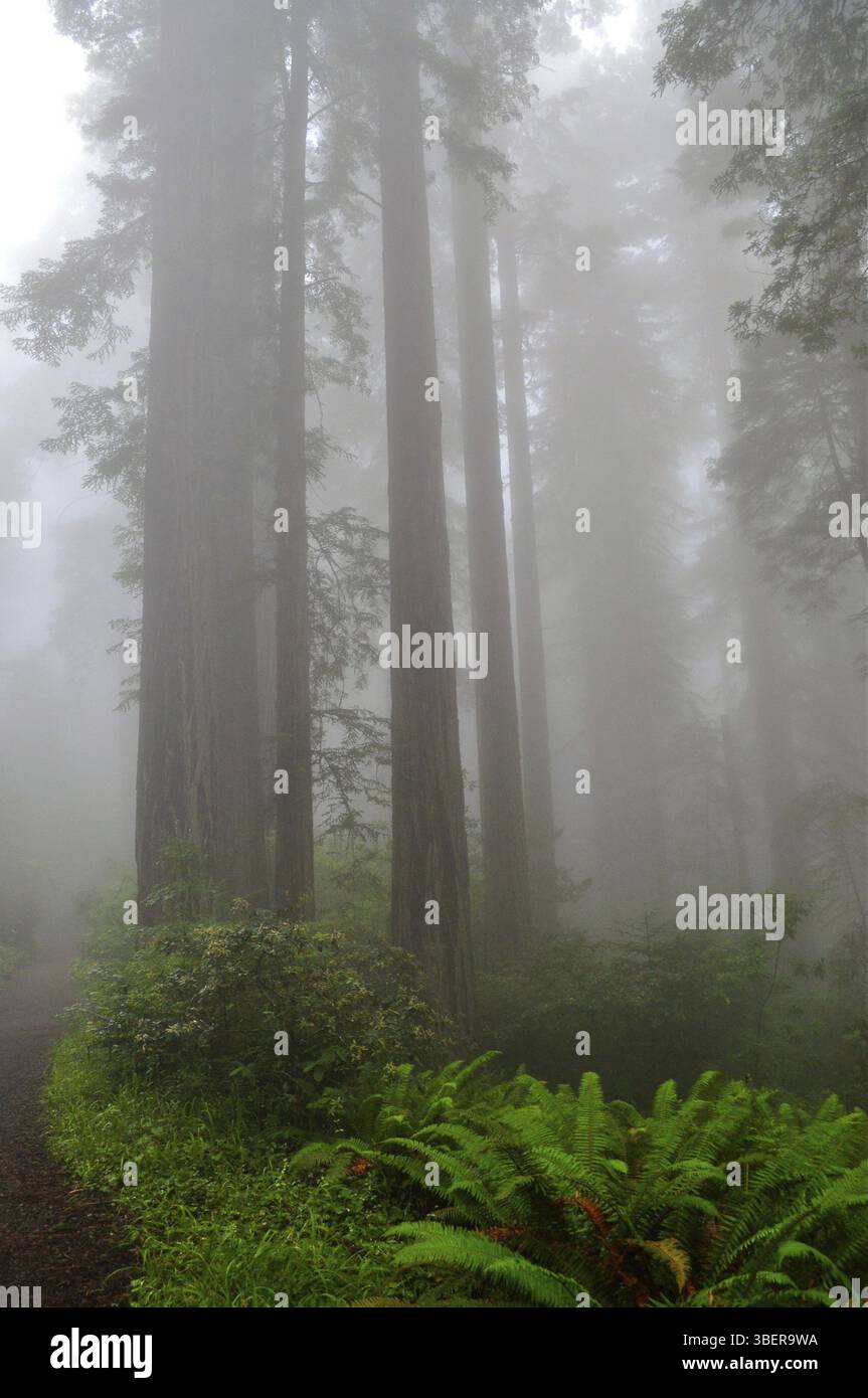 Küstenmammutbaum (Sequoia sempervirens) Stockfoto