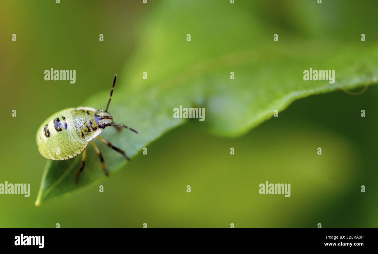 Grüne Schildwangennymphe, grüne Stinkwanze, häufige Stinkwanze, häufige grüne Wanze, Stinkwanze, Baumwanze, W (Palomena prasina, Heteroptera, Pentatomidae Stockfoto