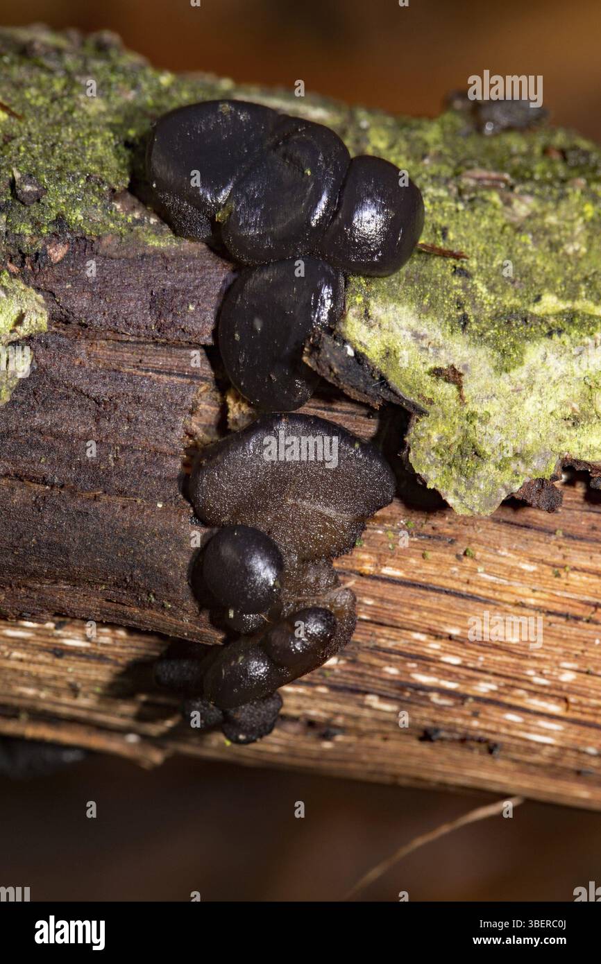 Schwarze Hexenbutter (Exidia glandulosa) Stockfoto
