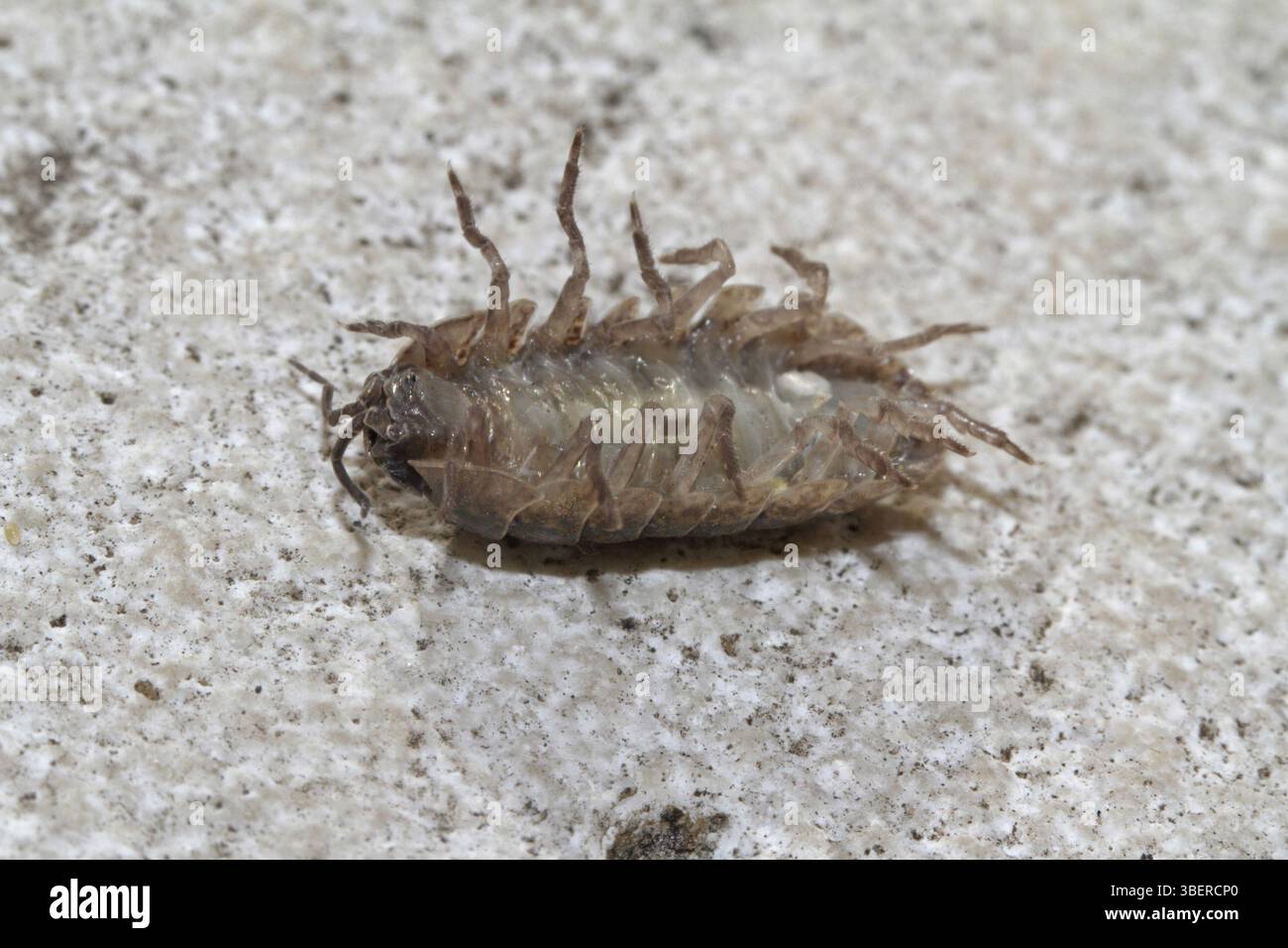 Holzlaus (Stachelschaber) Stockfoto