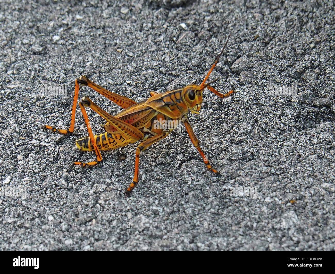 Kurzfingrige Heuschrecken (Romalea microptera) Stockfoto