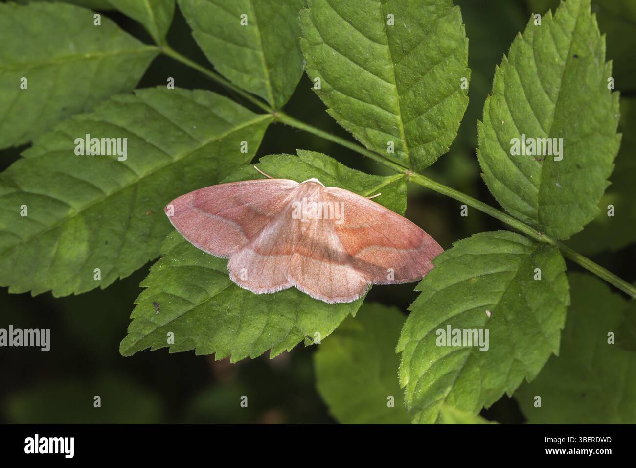 Hylaea fasciaria (Hylaea fasciaria) Stockfoto
