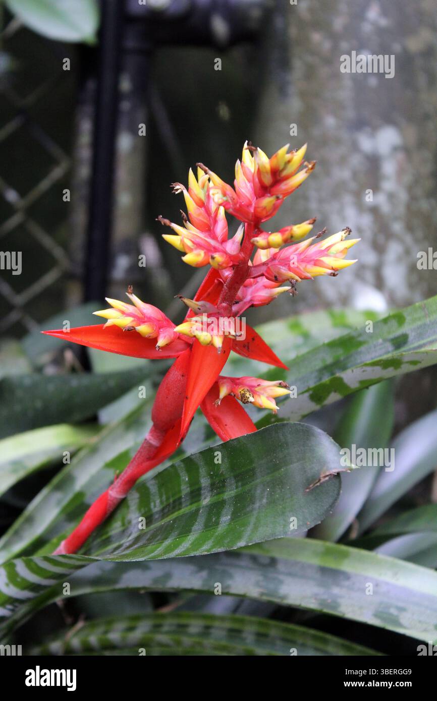 Bromelie Blume / Schne rote und gelbe Bromelie in der Grtnerei auf rosa  Pflanzen Hintergrund Stockfotografie - Alamy