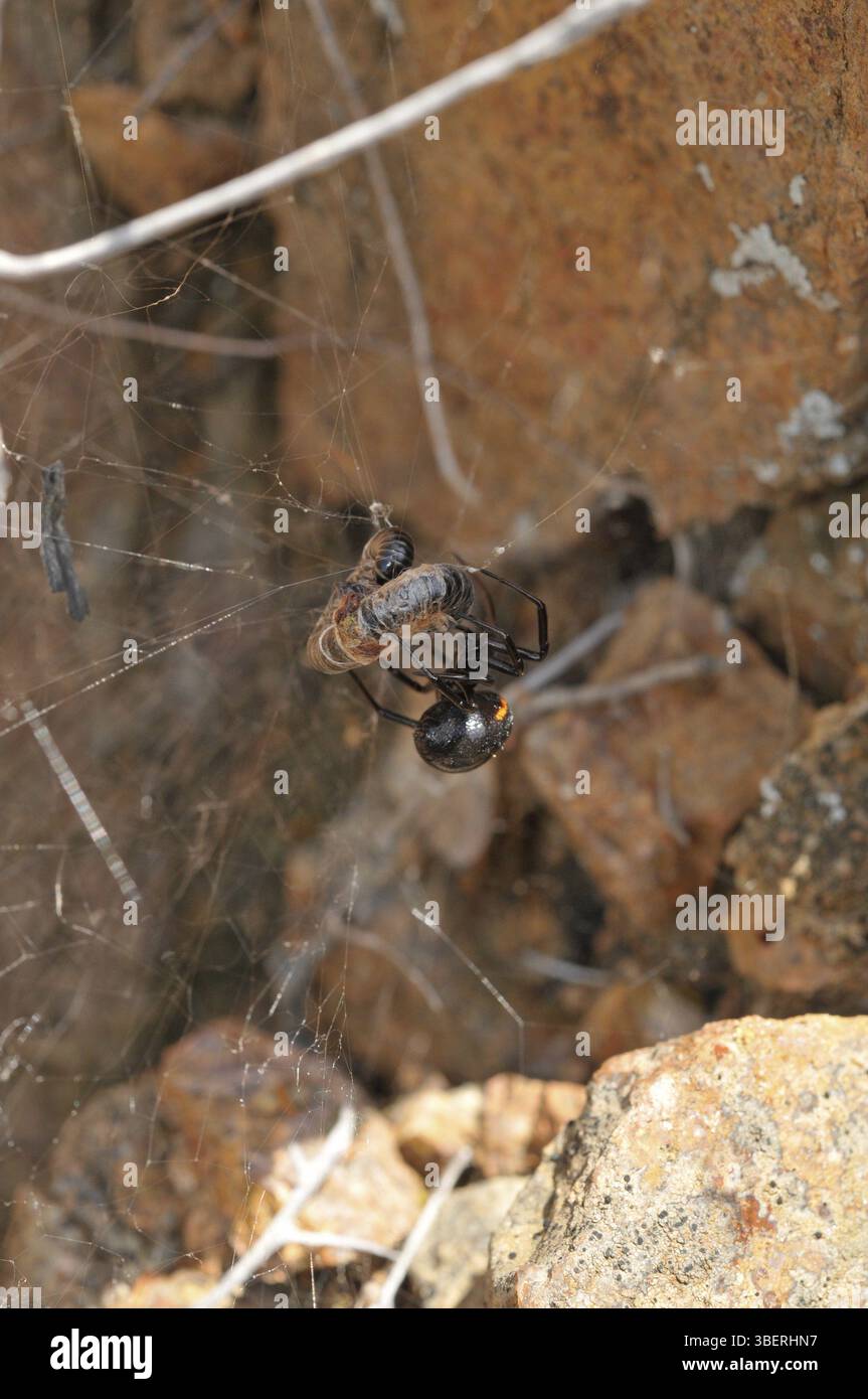 Falsche schwarze Witwe (Steatoda paykulliana) Stockfoto