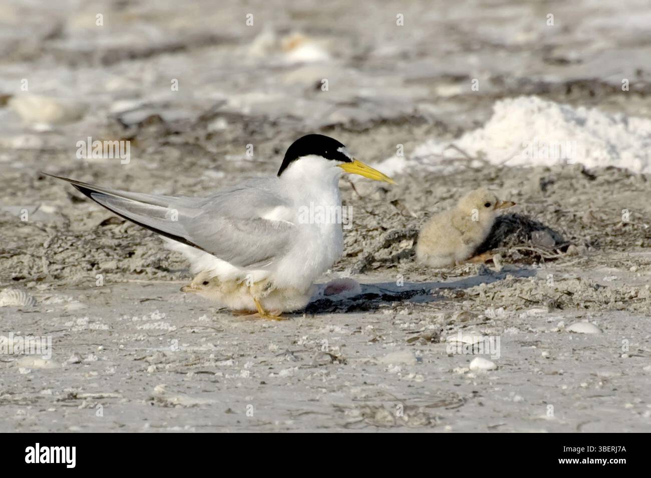 Seeschwalbe (Sternula antillarum, Sterna antillarum) Stockfoto