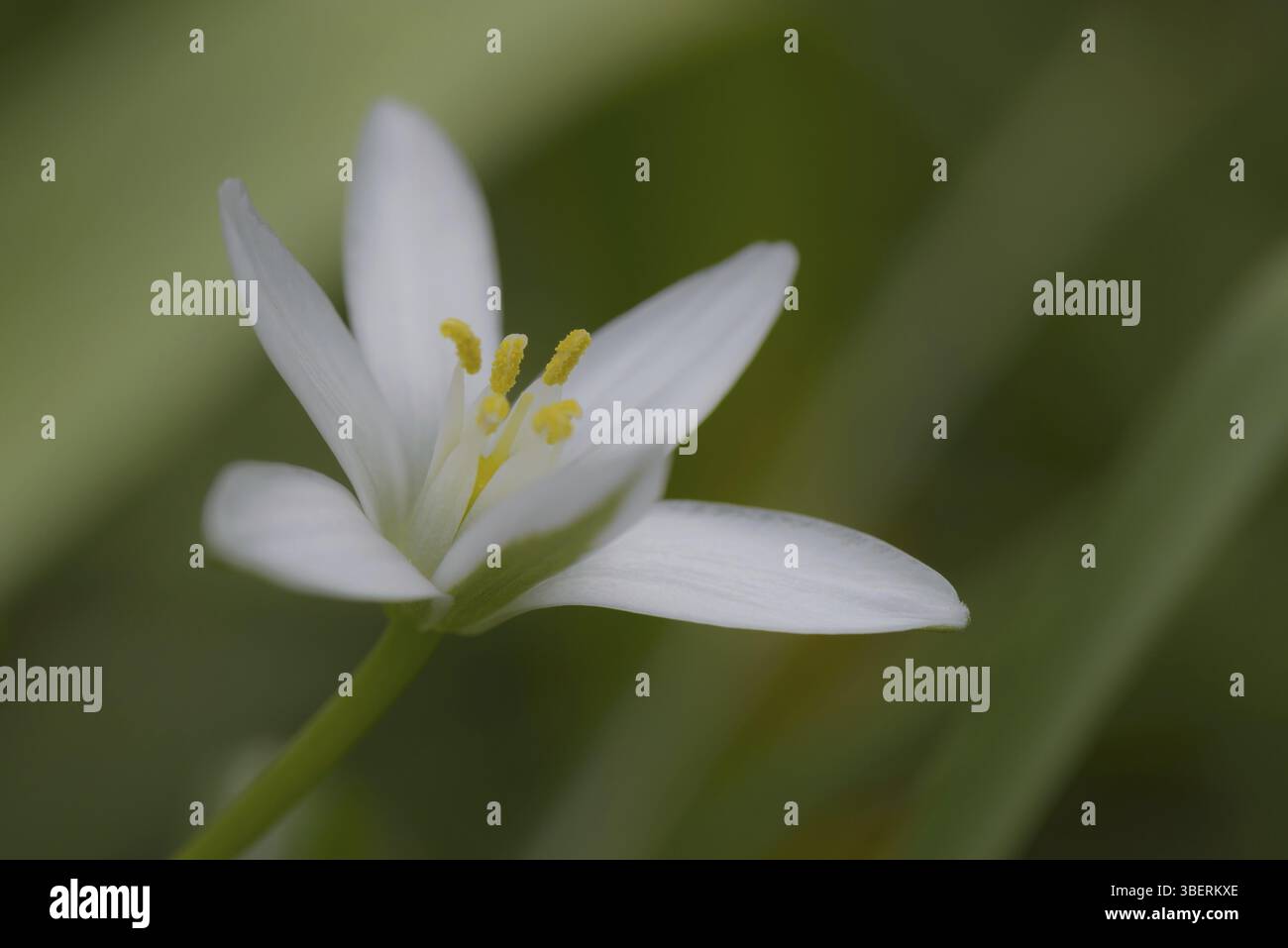 Graslilie (Anthericum) Stockfoto