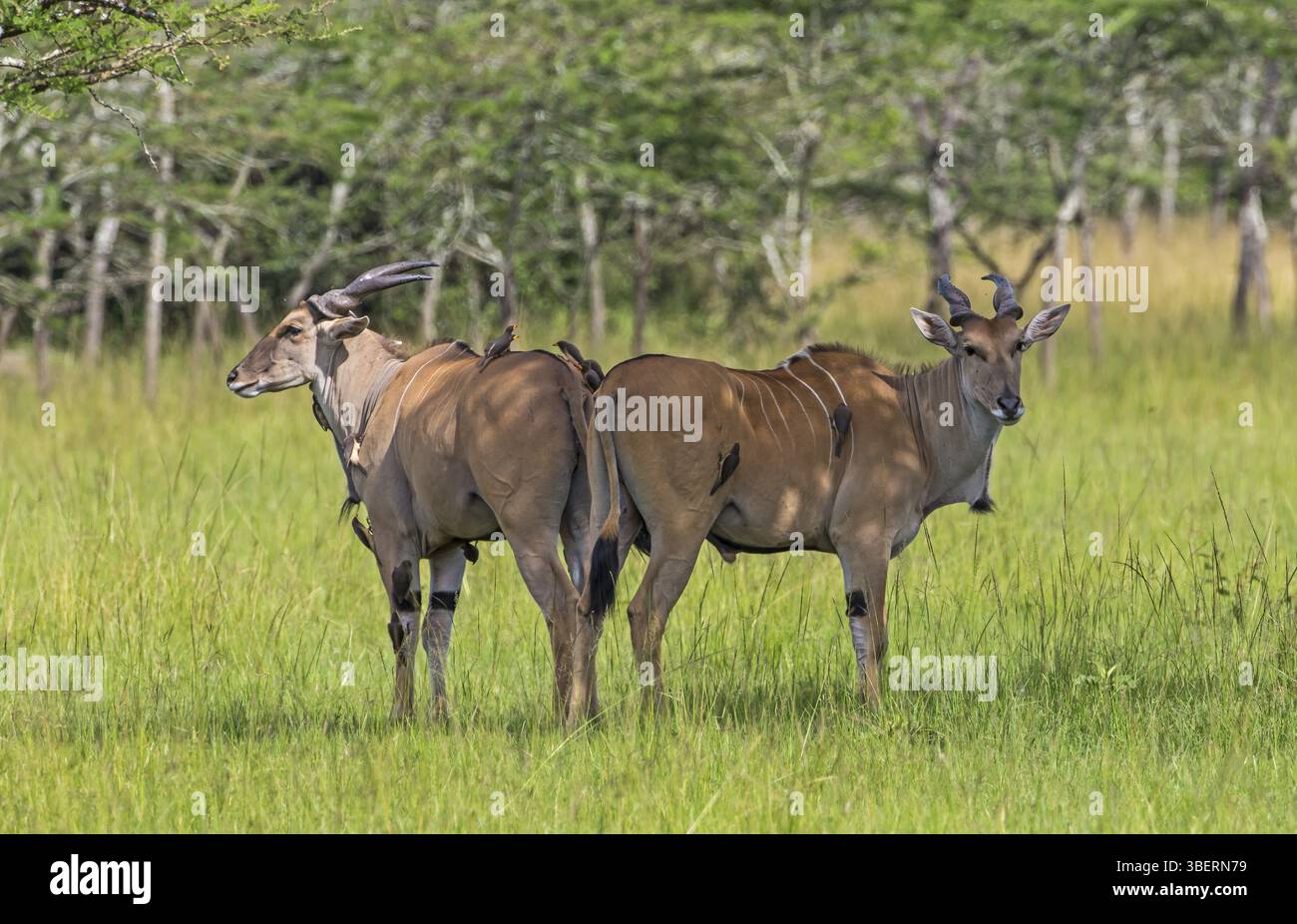 Eland (Tauro Oryx) Stockfoto
