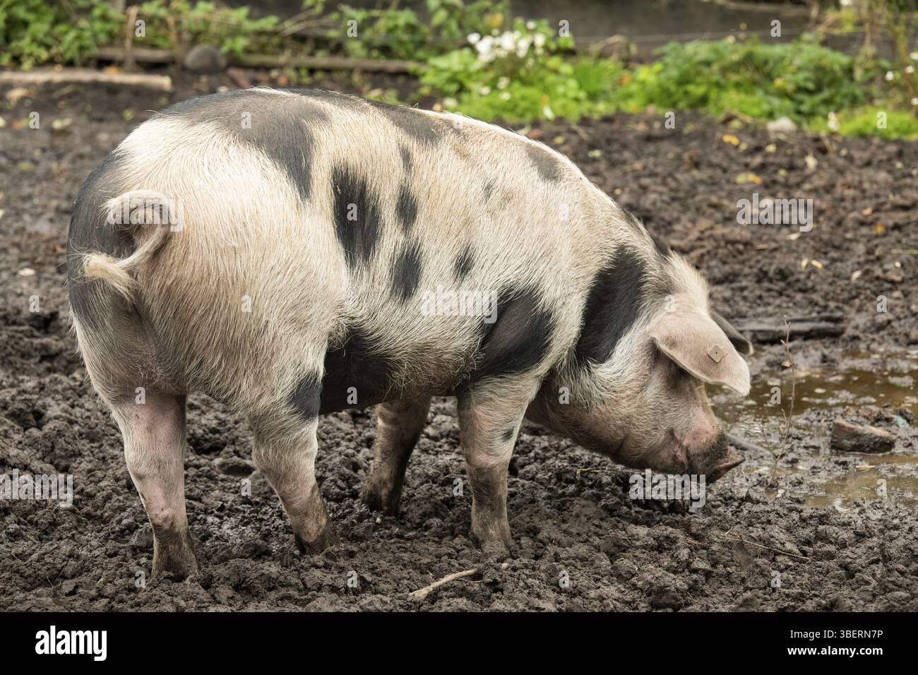 Farbenfrohe Bentheimer-Schwarzpastete Stockfoto