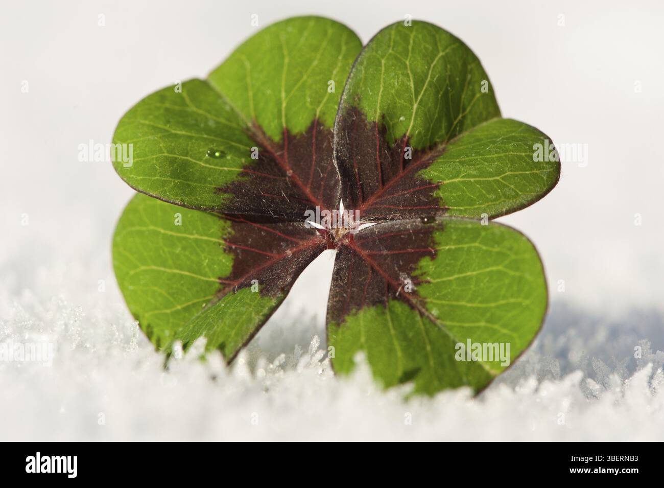 Oxalis tetraphylla (Oxalis tetraphylla) Stockfoto