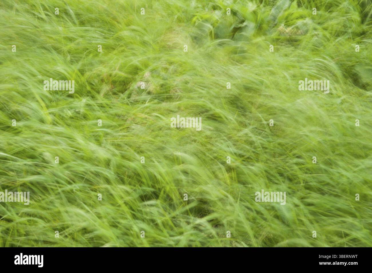 Gräser im wind Stockfoto