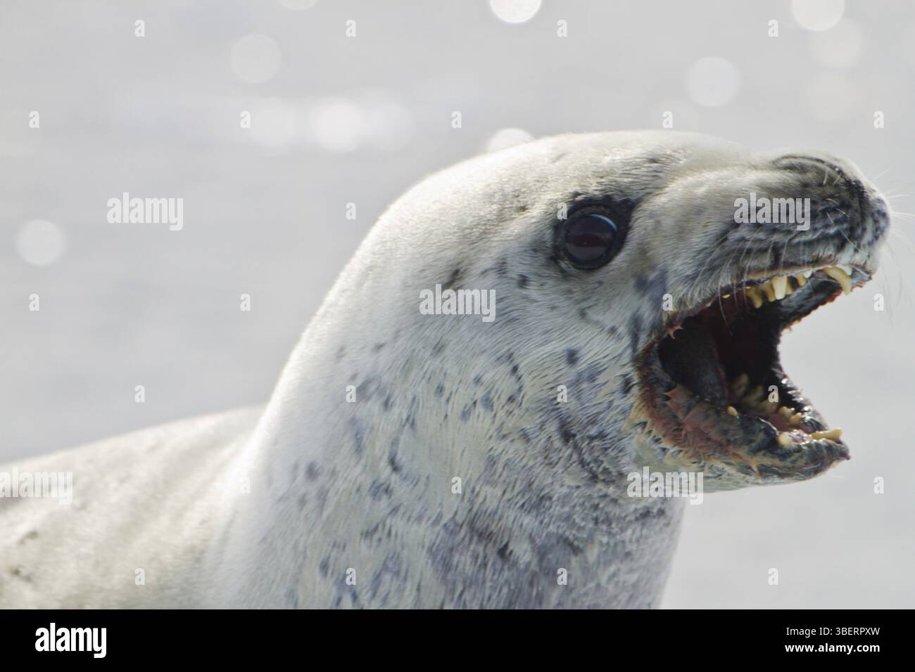 Krabbenfressende Robbe in der Antarktis (Lobodon carcinophaga) Stockfoto