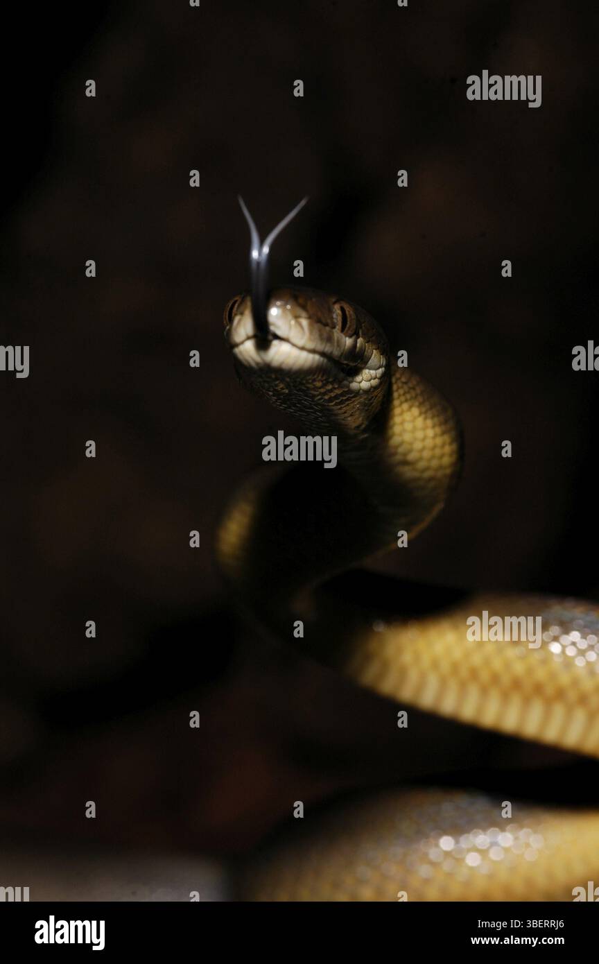 Australische Wasserpython (Liasis fuscus) Stockfoto