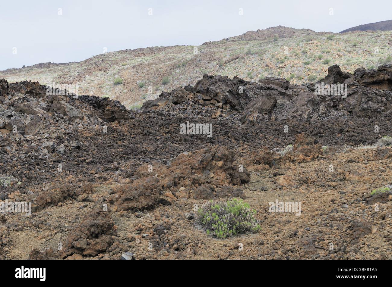 Teneriffa (teneriffa) Stockfoto