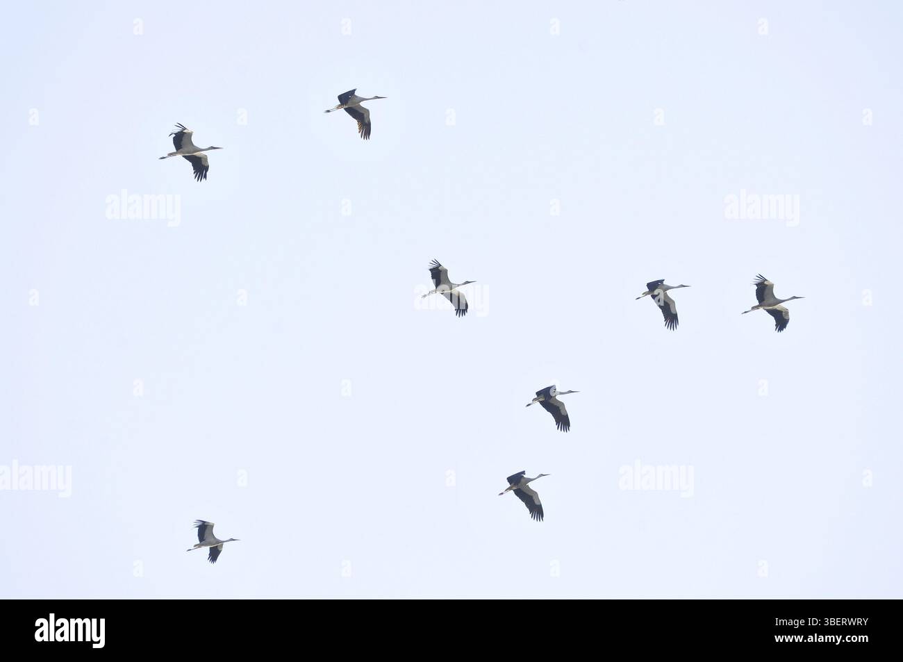 Weißstorche (Ciconia ciconia) Stockfoto