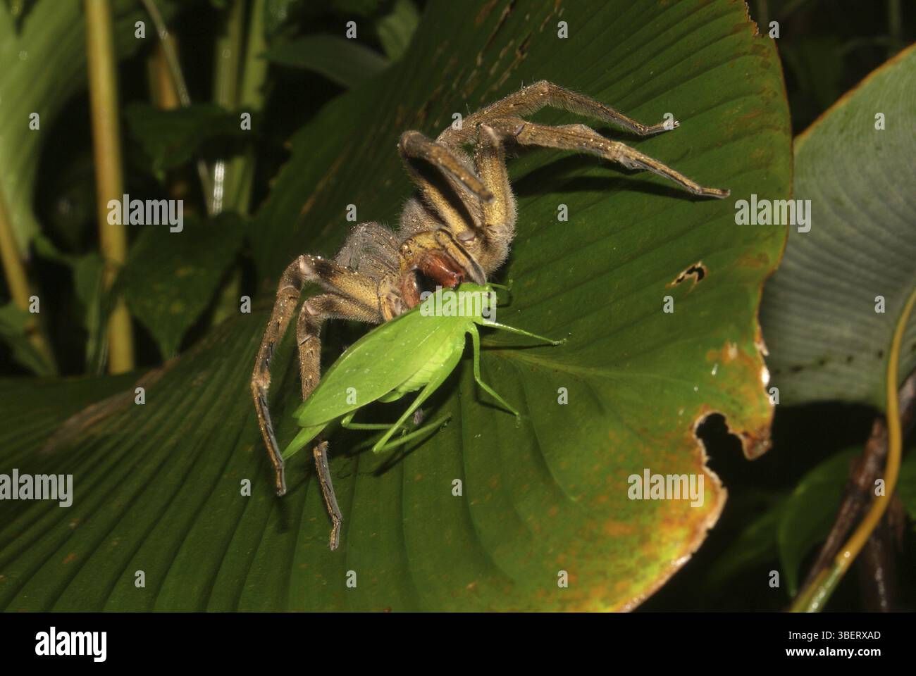 Bananenspinne (Phoneutria boliviensis) Stockfoto