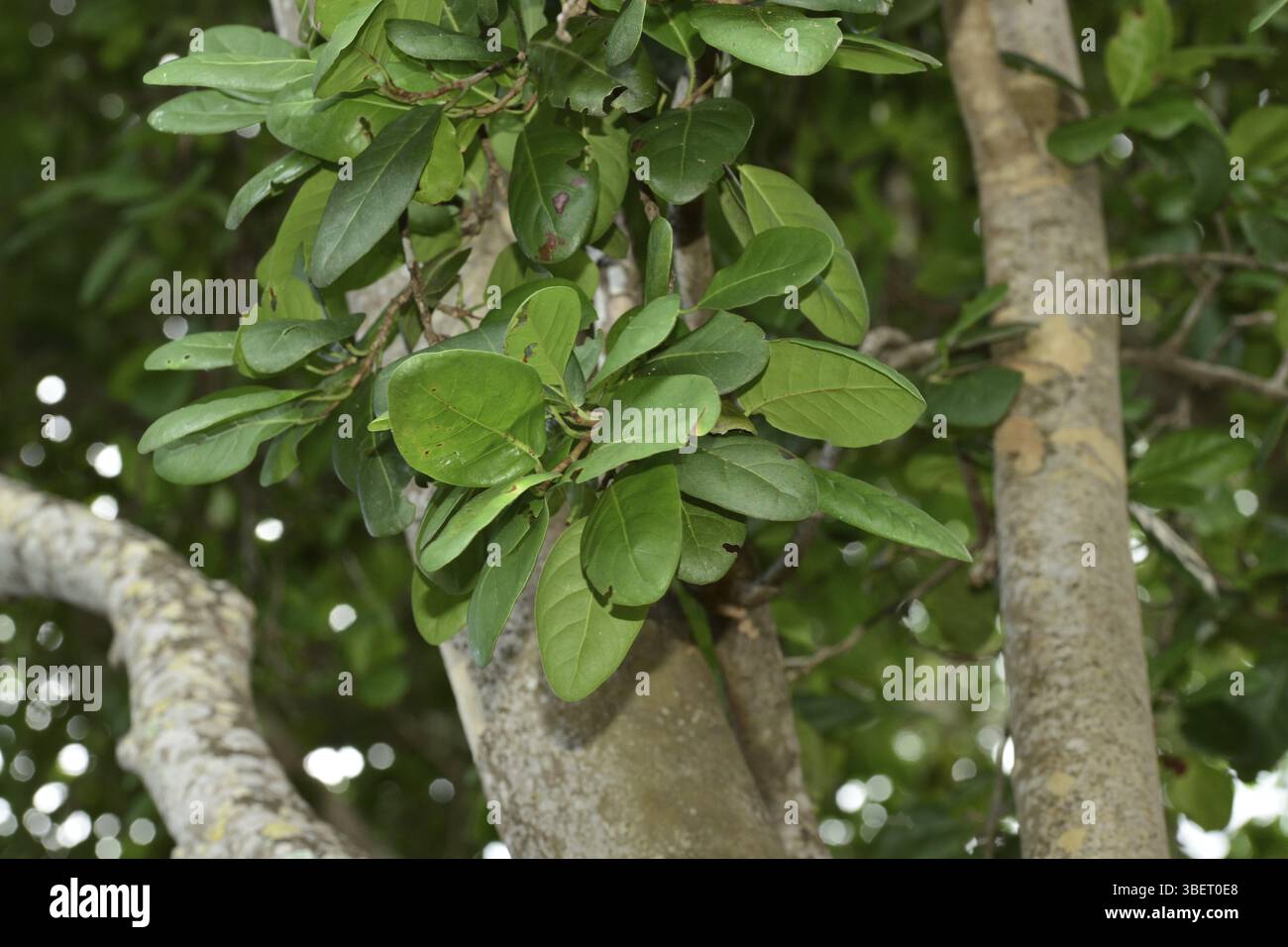 Taubenpflaume (Coccoloba diversifolia) Stockfoto