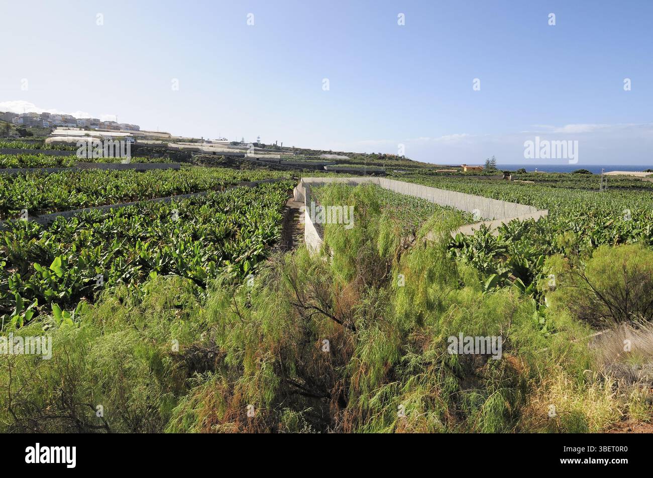 Bananenanbau (musa) Stockfoto