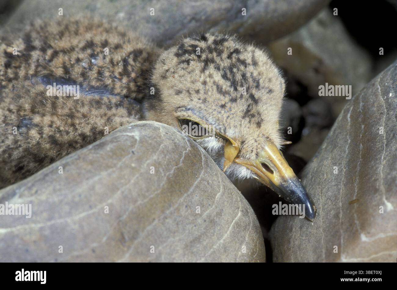 Cying Ibis juvenile (Vanellus albiceps /V. Senegallus) Stockfoto