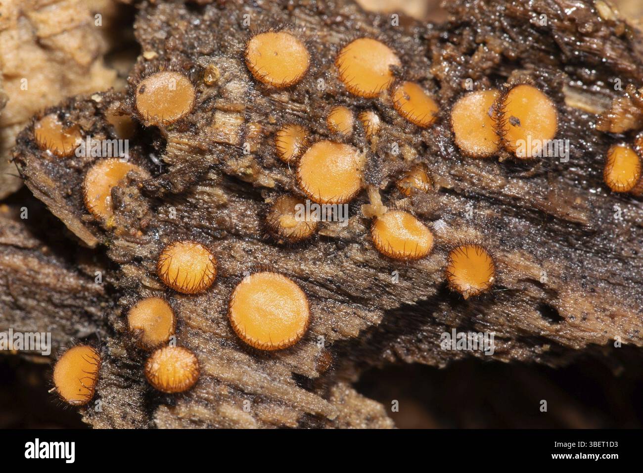 Schildbohrer (Scutellinia scutellata) Stockfoto