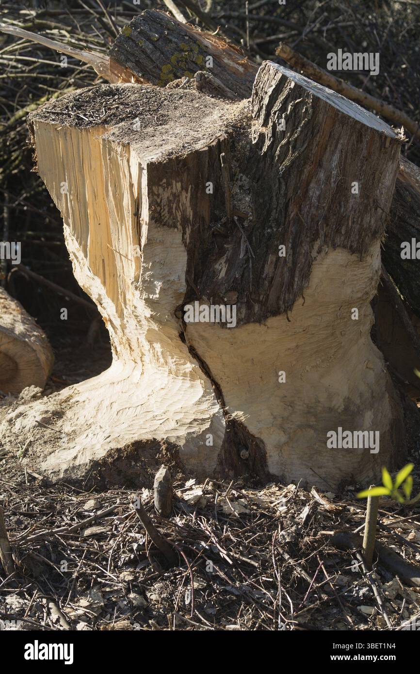 Biber (Rizinusfaser) Stockfoto