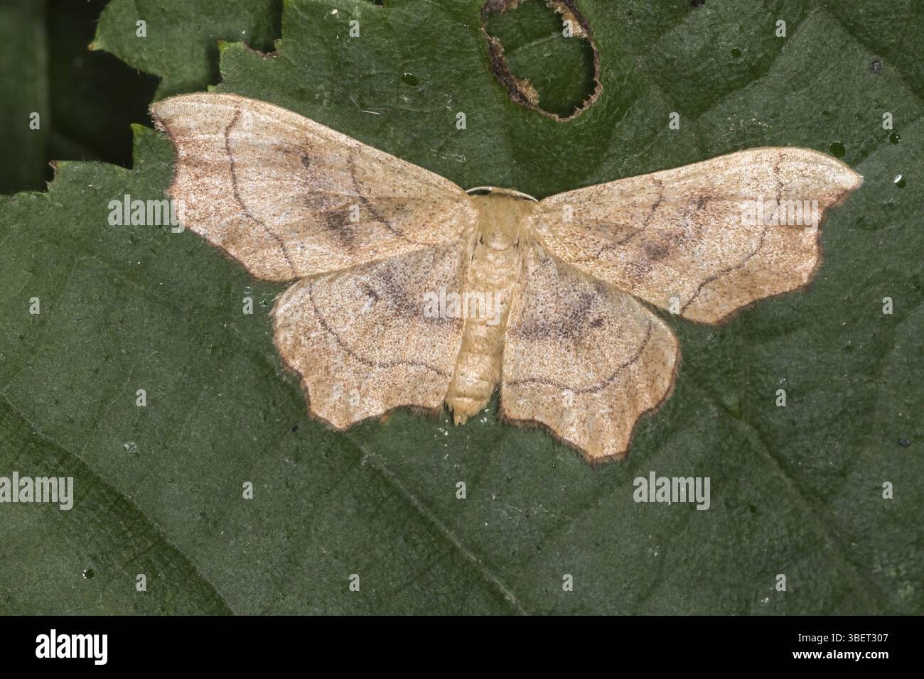 Gezackter Blattpfeffer (Idaea emarginata) Stockfoto