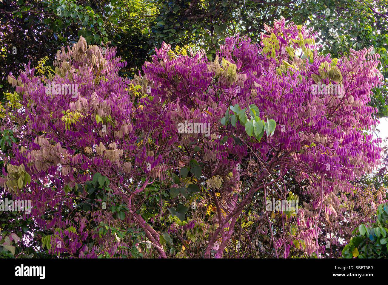 Die Krone eines Amazonas-Baumes, auf dem violette und rosa Blätter im Kontrast zum Grün des peruanischen Dschungels stehen Stockfoto