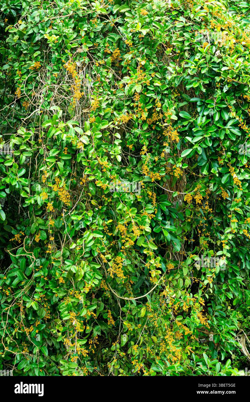 Haufen von gelben Früchten am Ufer des Sees Sandoval im peruanischen Amazonas-Regenwald Stockfoto