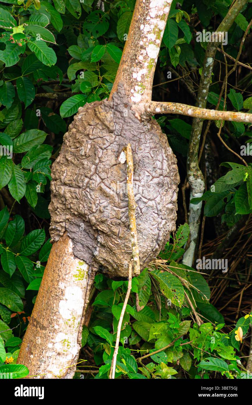 Wespennest hoch in einem Baum im peruanischen Amazonasregenwald Stockfoto