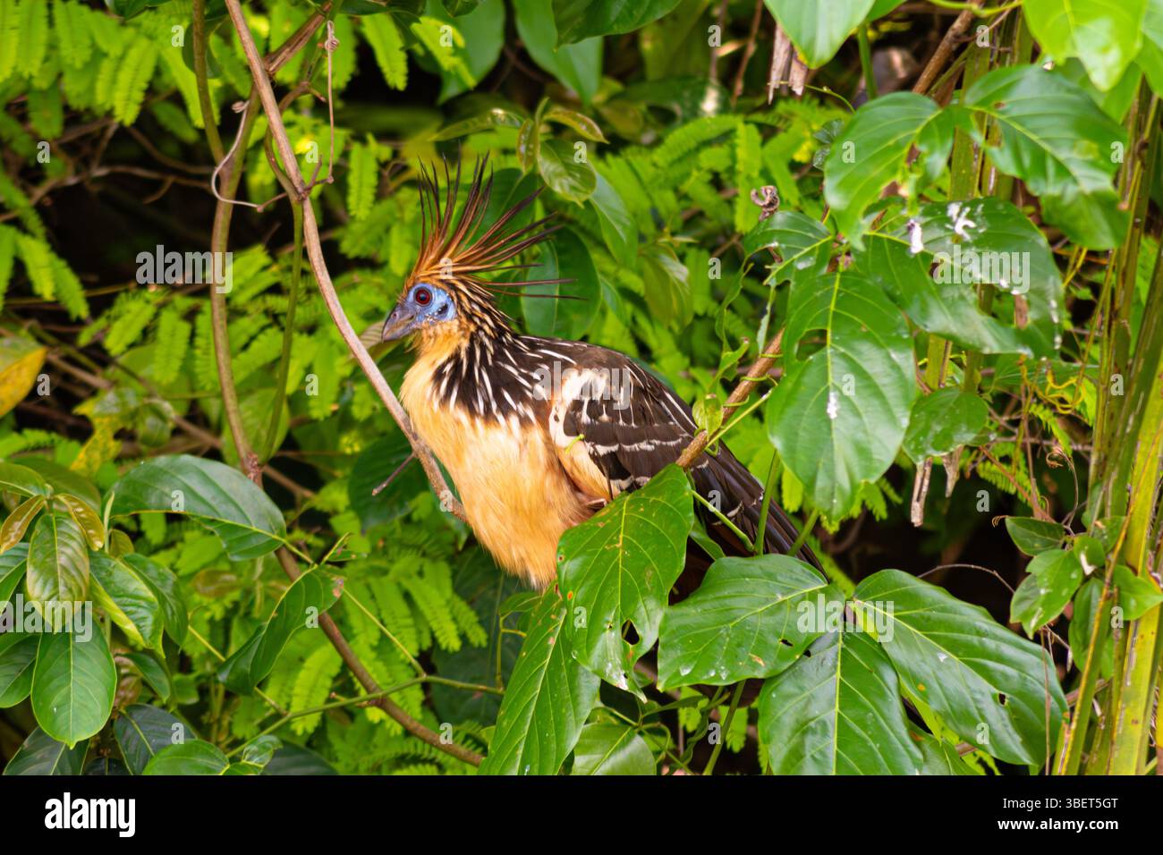 Hoatzin (Opisthocomus hoazin), Hoatzin, Chenchena, Serere truthahn oder Shansho auf einem Zweig am Ufer des Lake Sandoval, peruanischem Amazonas-Regenwald Stockfoto