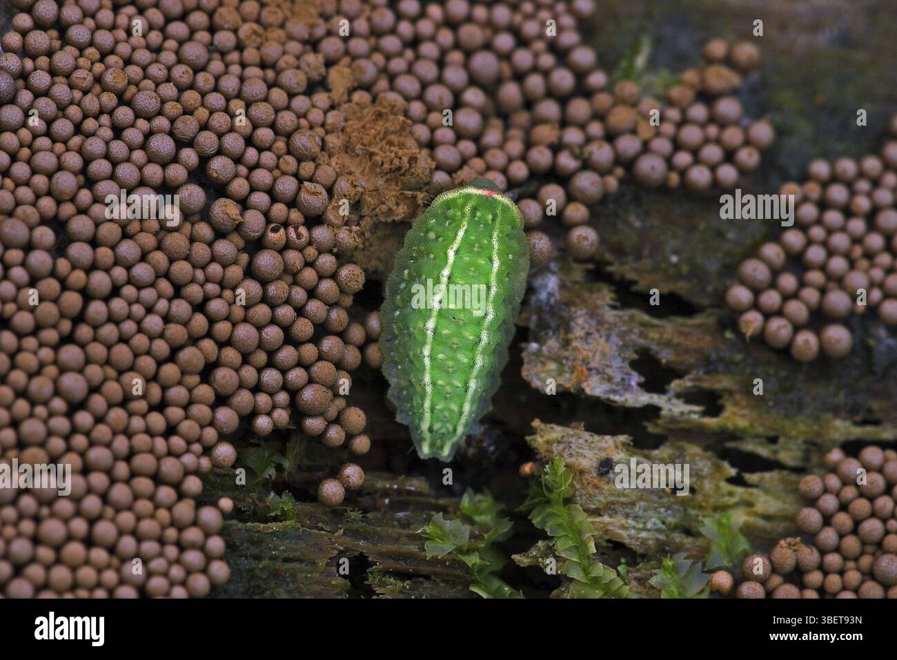 Apoda limacodes, caterpillar (Apoda limacodes) Stockfoto