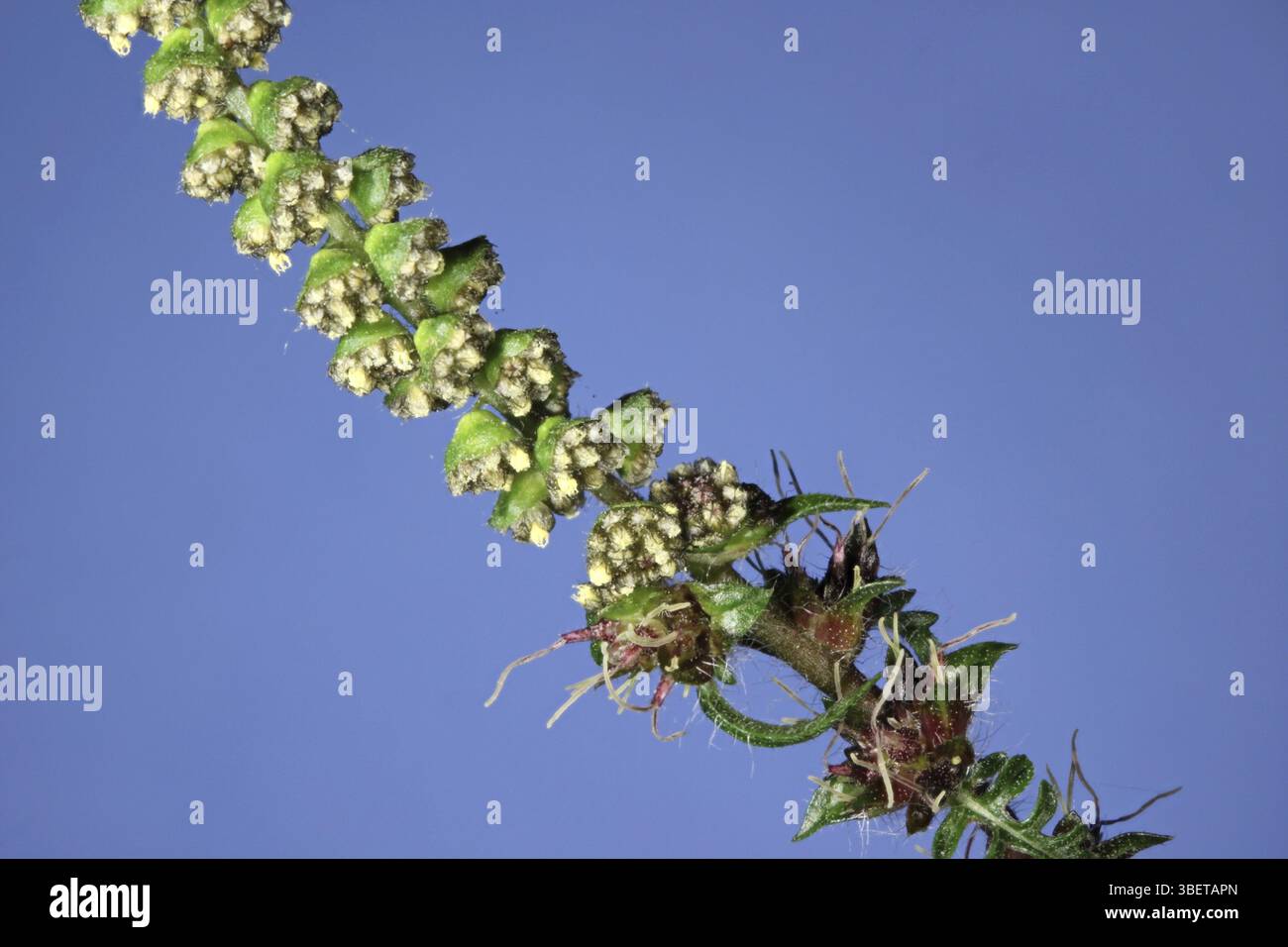 Beifußblättrige Ambrosie (Ambrosia Artemisiifolia) Stockfoto