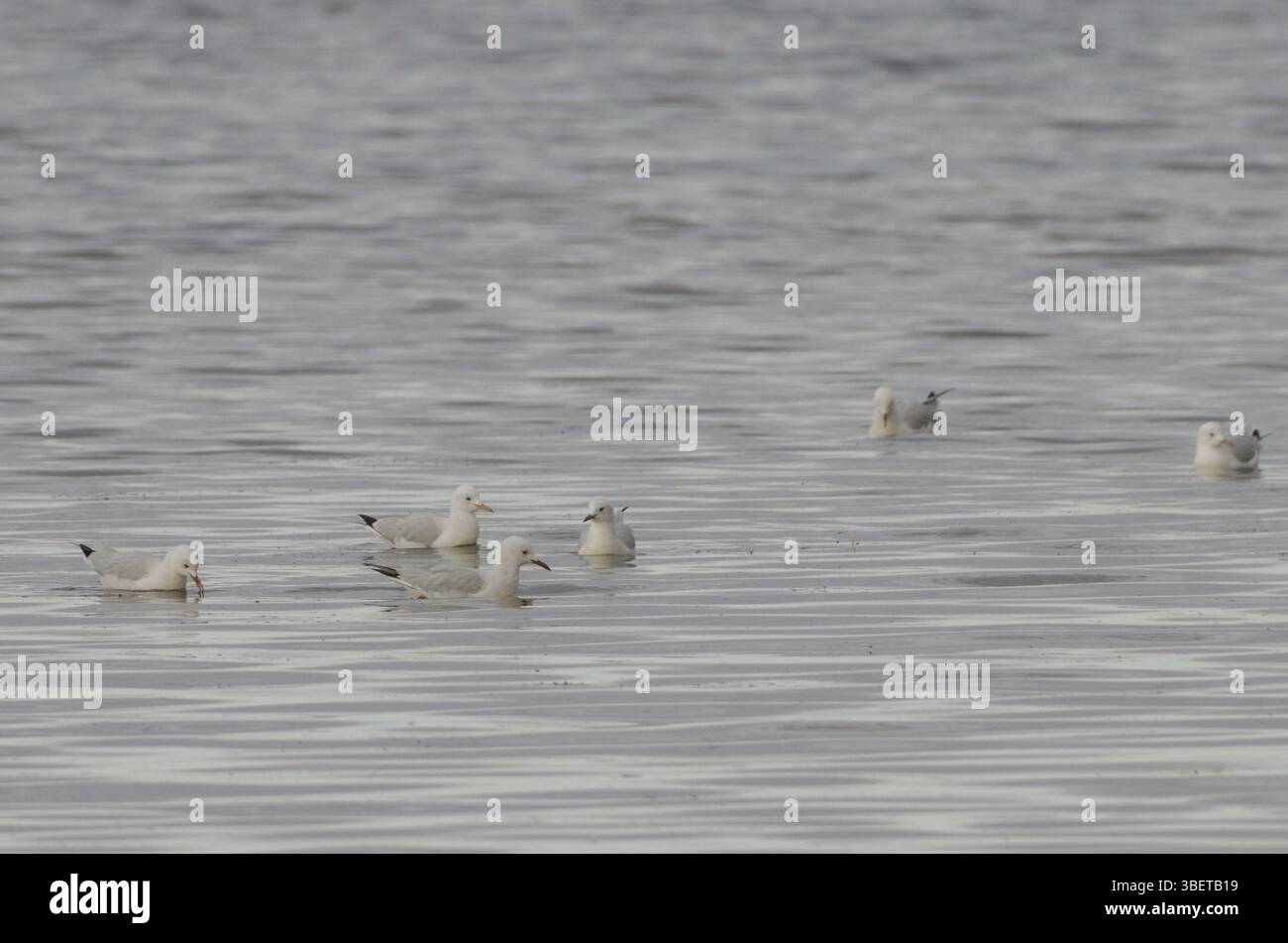 Schmalschnabelmöwen, völlig entspannt (Chroicocephalus genei) Stockfoto