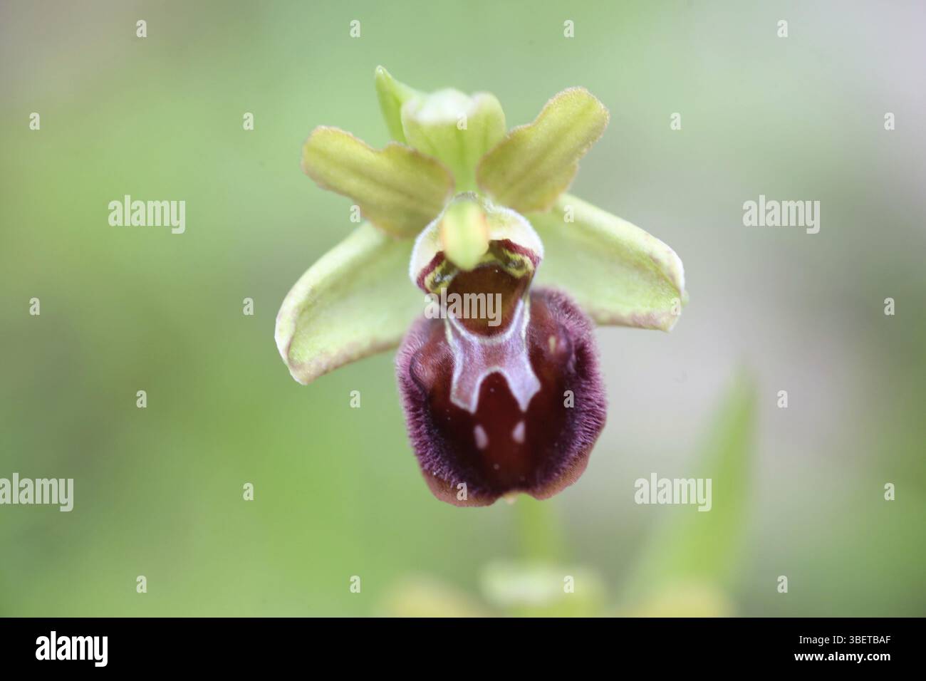 Hummel – Ragkraut (Ophrys holoserica) Stockfoto
