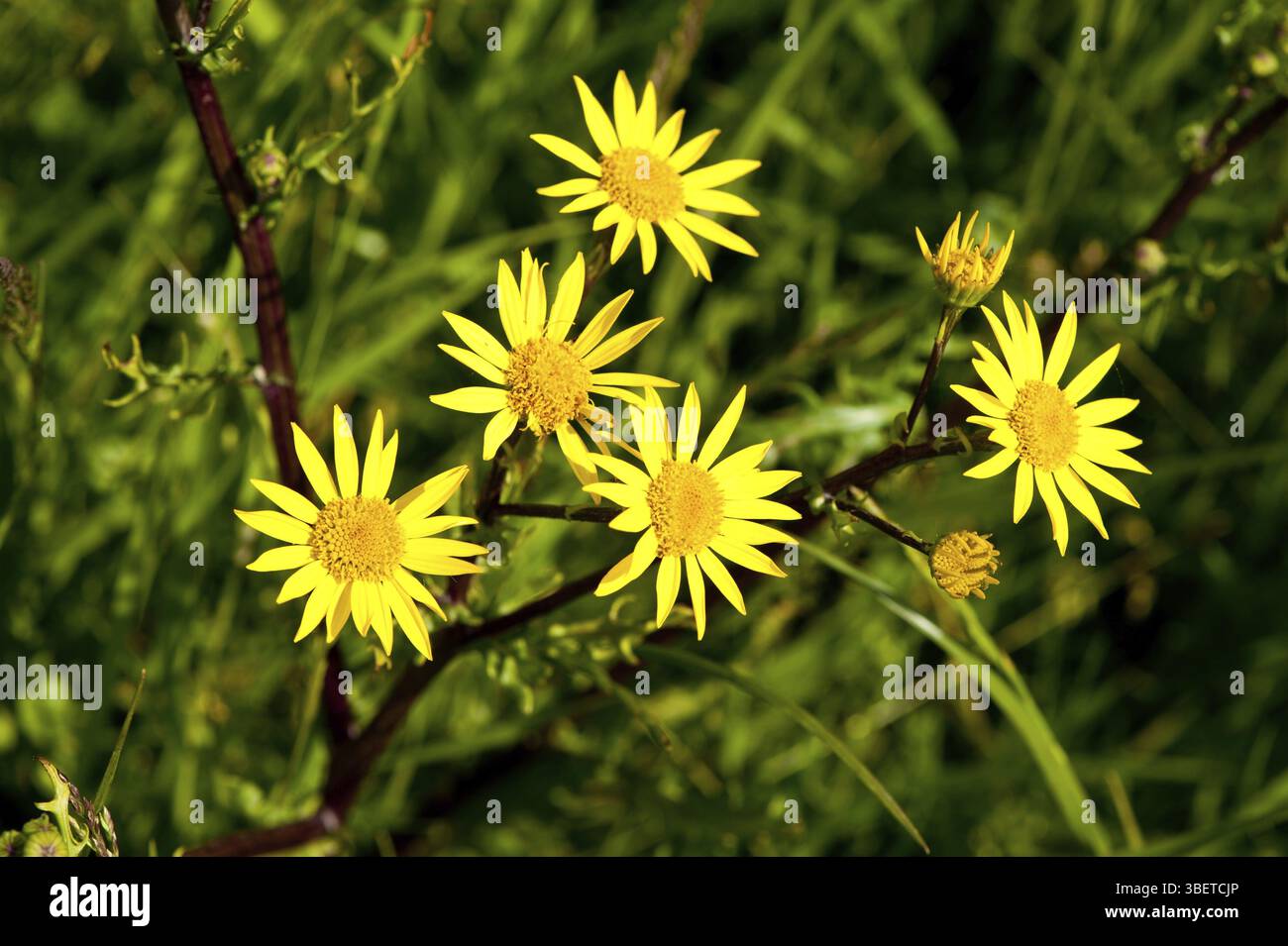 Frühlingsragweed (Senecio vernalis) Stockfoto