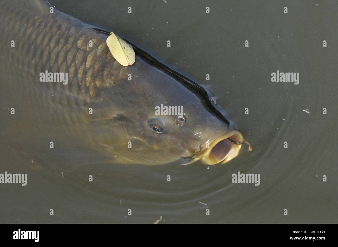 Karpfen (Cyprinus Carpio) Stockfoto