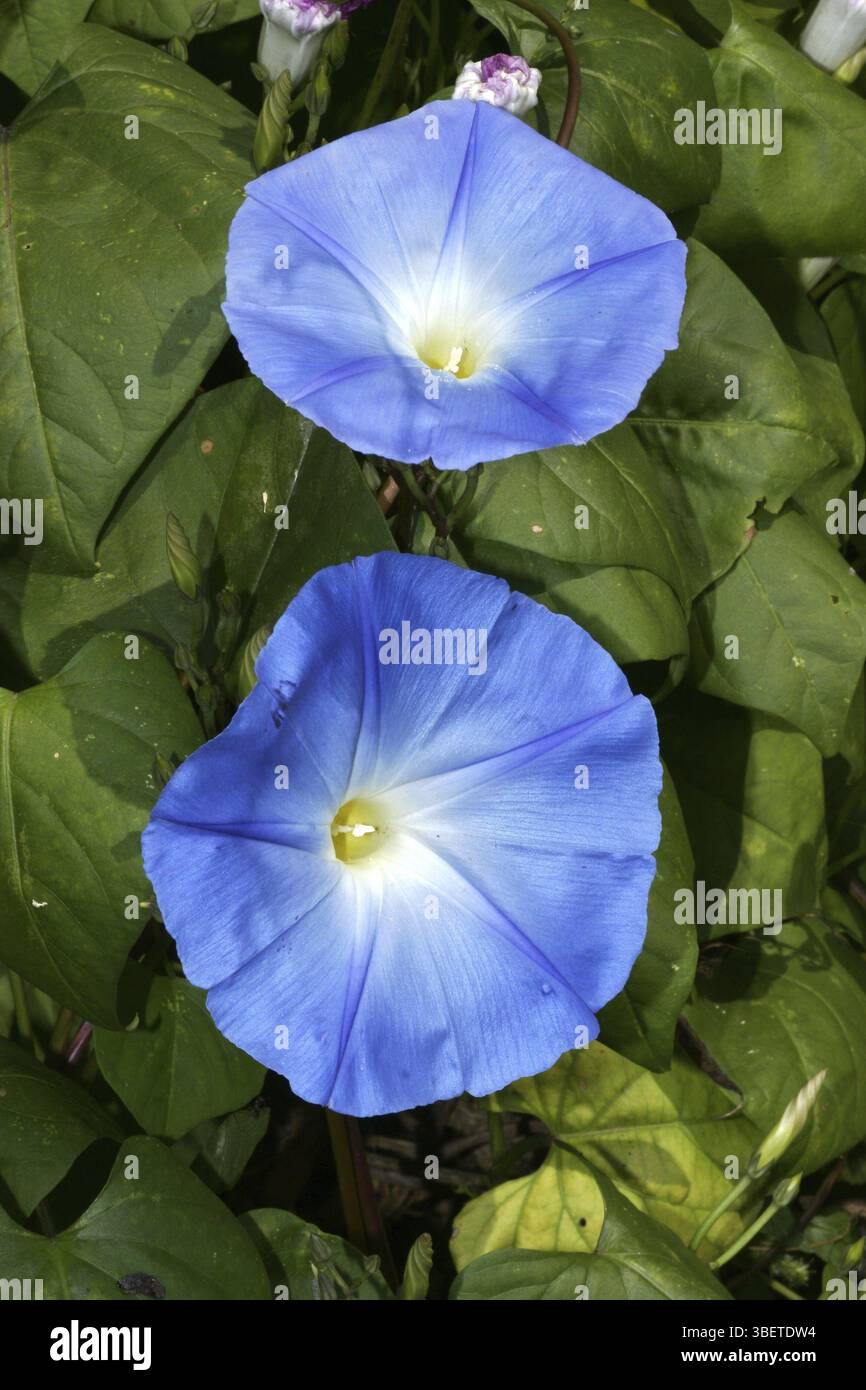Convolvulus sabatius (Concolvulus sabatius) Stockfoto