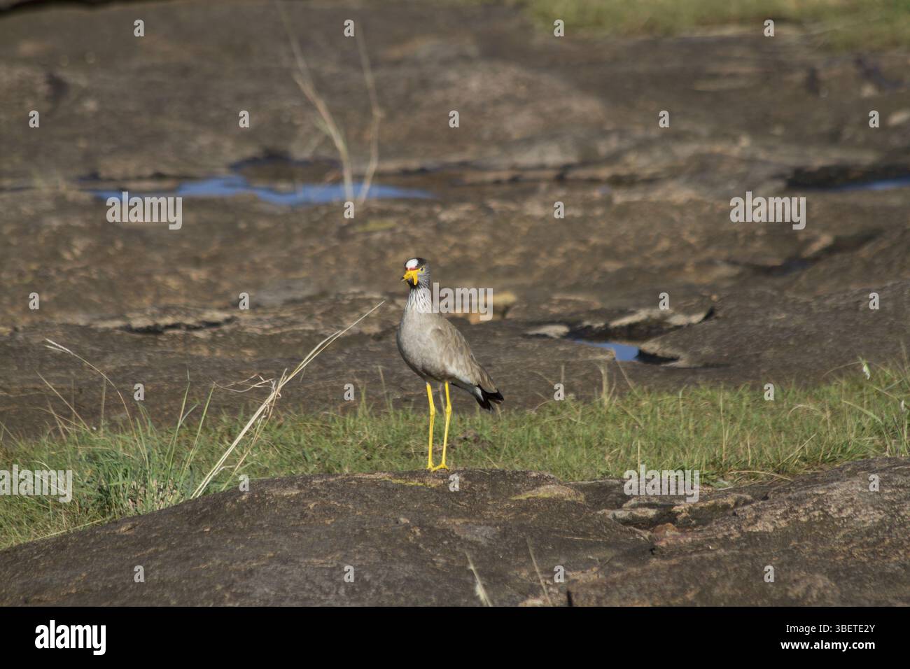 Senegal Lapwing (Vanellus senegallus) Stockfoto