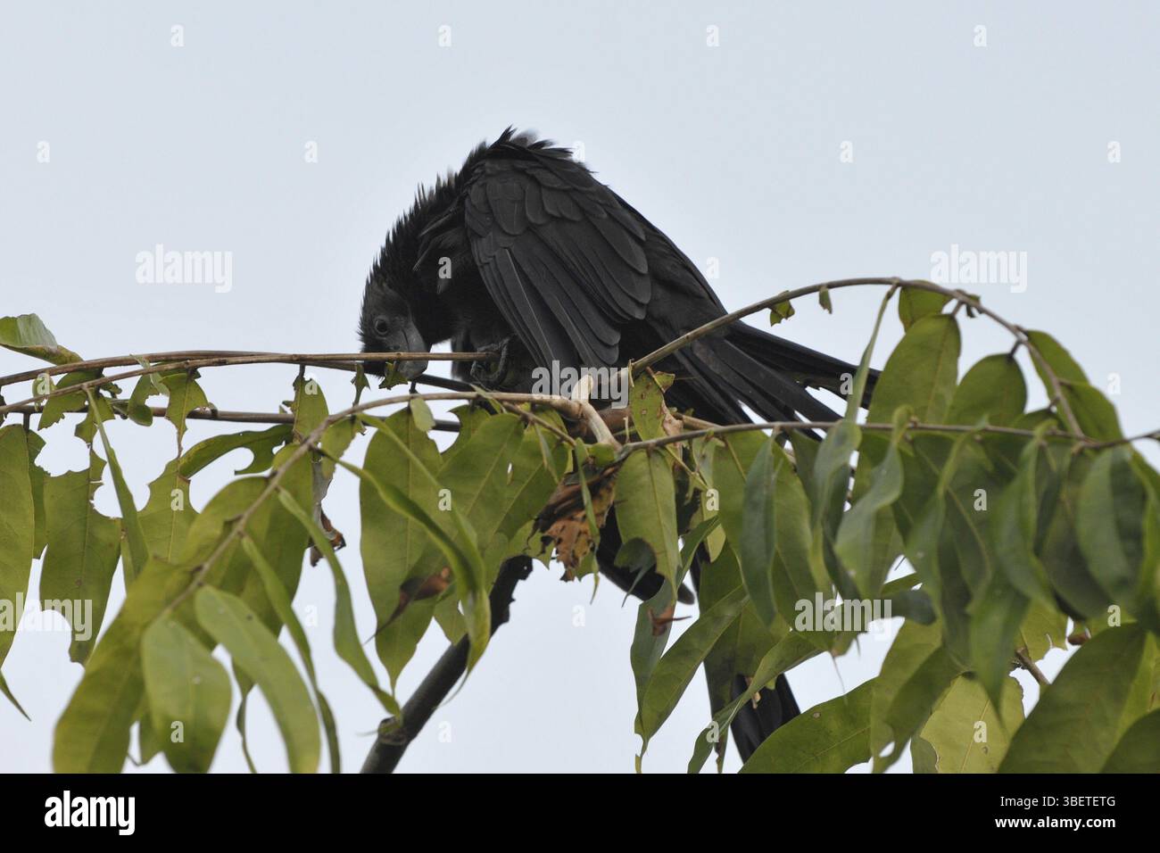 Ani vogel -Fotos und -Bildmaterial in hoher Auflösung – Alamy